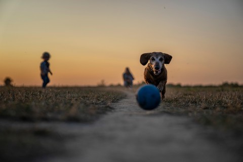 Adotar um Cão: O Melhor Presente Que Você Pode Dar a Si Mesmo e a um Amigo Peludo!