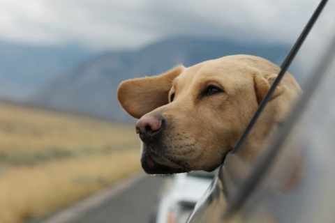 O Veredito de Laurinho: Viagens de Carro com Dignidade Canina