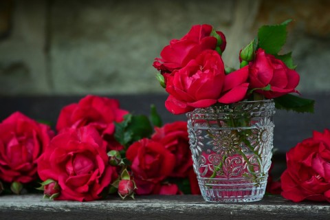 O Meu Amor Pelas Rosas Vermelhas