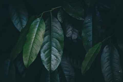 Folhas, Ciclos e a Maturidade
