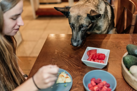 Você Sabe Como Alimentar Seu Pet?