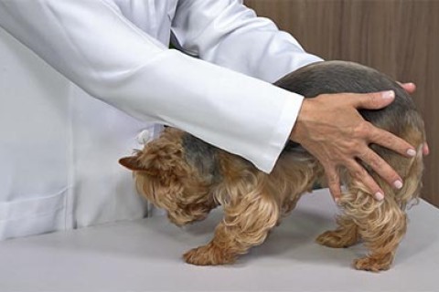 Termorregulação em Cães e Gatos: Cuidados com o Calor