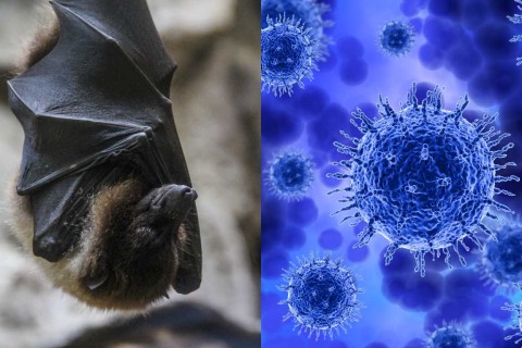 Vírus Nipah:  Preocupação na Índia