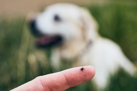 O Mal que as Pulgas e Carrapatos Causam no Seu Pet