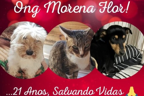ONG Amigos de Morena Flor celebra Trajetória de Proteção Animal em Canguçu