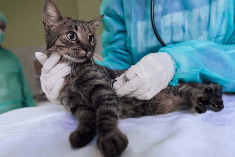 Insuficiência Renal em Gatos: O que Você Precisa Saber