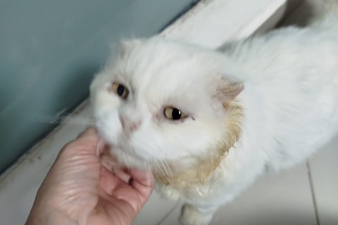 Laurinho, o Gato Mais Sortudo (e Fofo!) do Mundo!